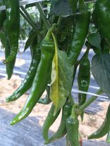 팜모닝 고추·병해충상담 게시글 이미지