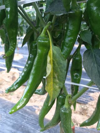 김옥란님의 고추 · 병해충상담 작성글 사진