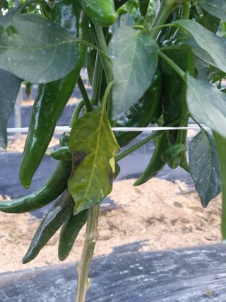 김옥란님의 고추 · 병해충상담 작성글 사진