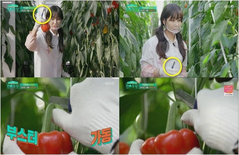 팜모닝 상점님의 장터 판매 상품 [[졸링겐] 독일산 수확칼 40mm] 첨부 사진