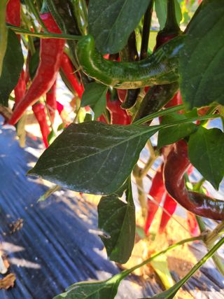 장미부인님의 8월 내 작물 자랑하기 · 참여글 작성글 사진