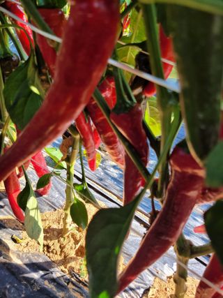 장미부인님의 8월 내 작물 자랑하기 · 참여글 작성글 사진