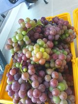 팜모닝 8월 내 작물 자랑하기·참여글 게시글 이미지