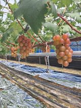 팜모닝 8월 내 작물 자랑하기·참여글 게시글 이미지