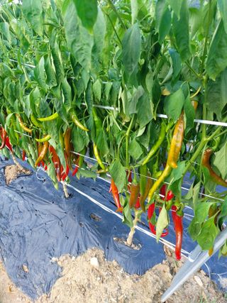 김규현님의 고추 · 자연재해•동물피해 작성글 사진