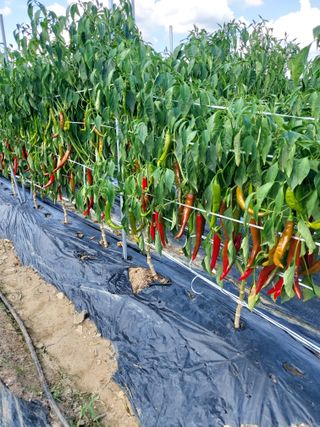 김규현님의 고추 · 자연재해•동물피해 작성글 사진