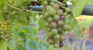 이정운님의 8월 내 작물 자랑하기 · 참여글 작성글 사진