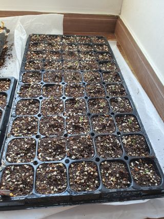 이창열님의 배추 · 파종•정식 작성글 사진