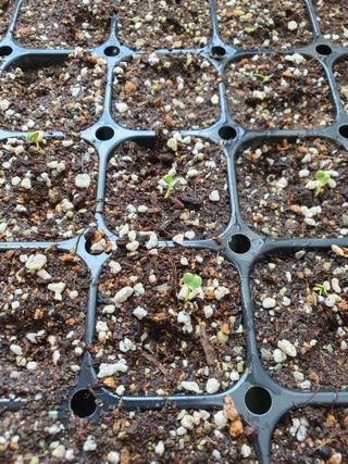 이창열님의 배추 · 파종•정식 작성글 사진