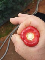 팜모닝 고추·수확 게시글 이미지