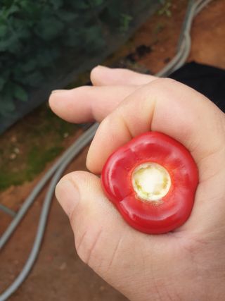 이정자님의 고추 · 수확 작성글 사진