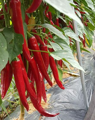 이정자님의 고추 · 수확 작성글 사진