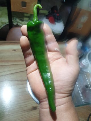 이정자님의 고추 · 수확 작성글 사진