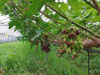 김인환님의 8월 내 작물 자랑하기 · 참여글 작성글 사진