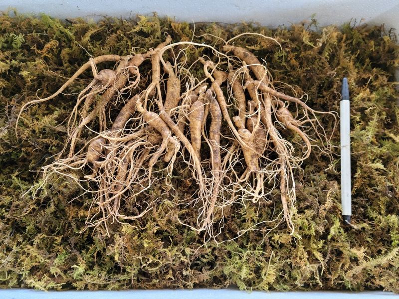 장터 상품 [씨종 8-9년근 파삼 저렴하게 만나보세요💓] 썸네일