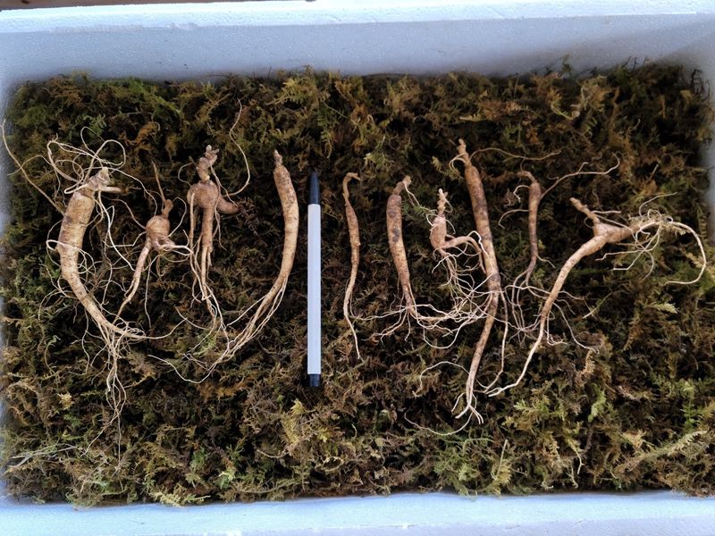 진상빈님의 장터 판매 상품 [씨종 8-9년근 파삼 저렴하게 만나보세요💓] 첨부 사진