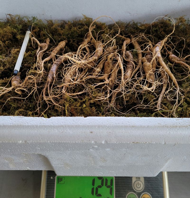 진상빈님의 장터 판매 상품 [씨종 8-9년근 파삼 저렴하게 만나보세요💓] 첨부 사진