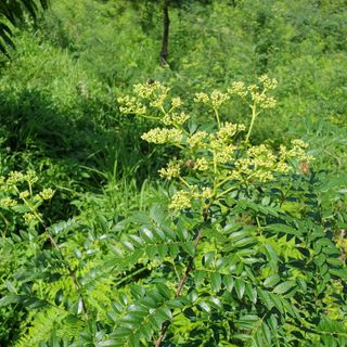 황준영님의 8월 내 작물 자랑하기 · 참여글 작성글 사진