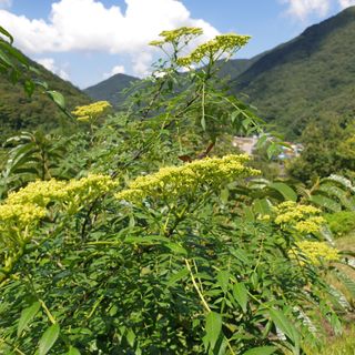 황준영님의 8월 내 작물 자랑하기 · 참여글 작성글 사진