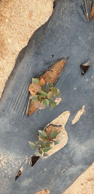 조가든님의 고구마 · 병해충상담 작성글 사진