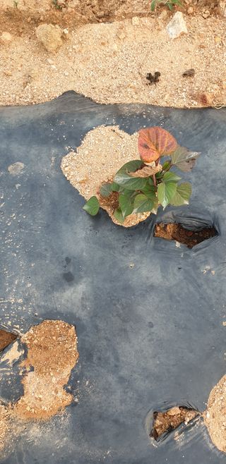 조가든님의 고구마 · 병해충상담 작성글 사진