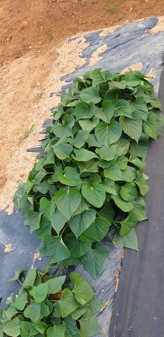 조가든님의 고구마 · 병해충상담 작성글 사진