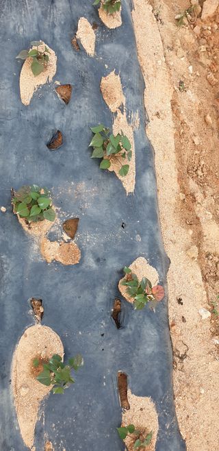 조가든님의 고구마 · 병해충상담 작성글 사진