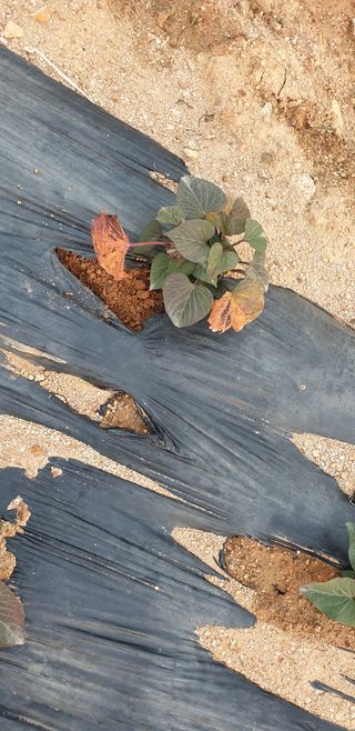 조가든님의 고구마 · 병해충상담 작성글 사진