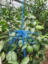 팜모닝 8월 내 작물 자랑하기·참여글 게시글 이미지