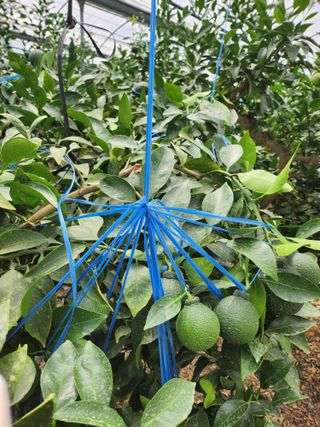 제주온님의 8월 내 작물 자랑하기 · 참여글 작성글 사진