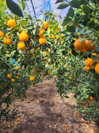 제주온님의 8월 내 작물 자랑하기 · 참여글 작성글 사진