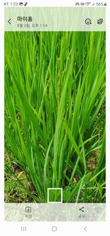 팜모닝 8월 내 작물 자랑하기·참여글 게시글 이미지