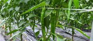 평창산들농장님의 8월 내 작물 자랑하기 · 참여글 작성글 사진