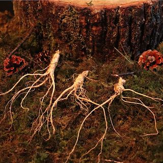 진상빈님의 8월 내 작물 자랑하기 · 참여글 작성글 사진