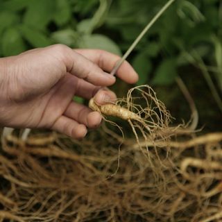 진상빈님의 8월 내 작물 자랑하기 · 참여글 작성글 사진