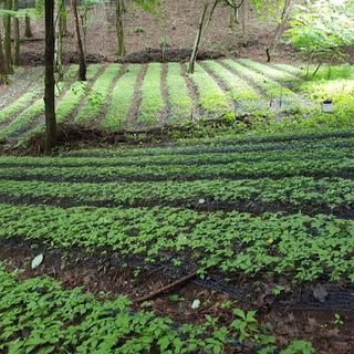 진상빈님의 8월 내 작물 자랑하기 · 참여글 작성글 사진