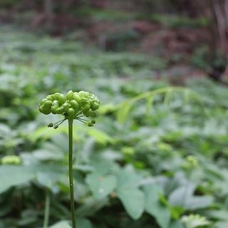 진상빈님의 8월 내 작물 자랑하기 · 참여글 작성글 사진
