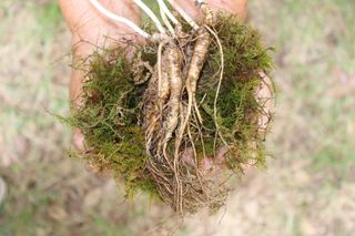 진상빈님의 8월 내 작물 자랑하기 · 참여글 작성글 사진