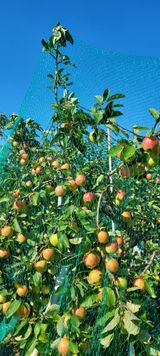 팜모닝 8월 내 작물 자랑하기·참여글 게시글 이미지