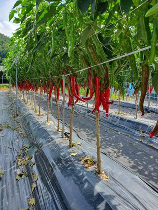 솔송진맘님의 8월 내 작물 자랑하기 · 참여글 작성글 사진