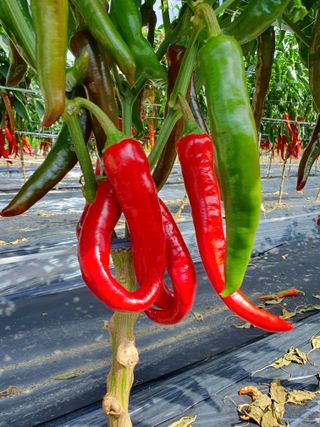 솔송진맘님의 8월 내 작물 자랑하기 · 참여글 작성글 사진