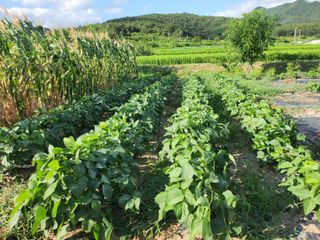 참가죽님의 콩 · 자유게시판 작성글 사진
