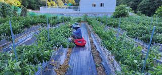 고동옥님의 두릅 · 영농일지 작성글 사진