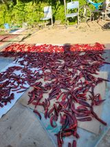 팜모닝 8월 내 작물 자랑하기·참여글 게시글 이미지