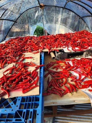  청계유정란 박진균님의 8월 내 작물 자랑하기 · 참여글 작성글 사진