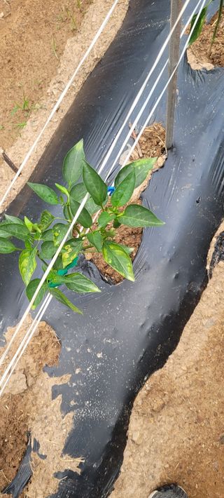 참농부님의 고추 · 병해충상담 작성글 사진