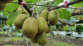 제주농부 님의 8월 내 작물 자랑하기 · 참여글 작성글 사진