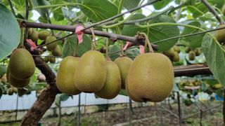 제주농부 님의 8월 내 작물 자랑하기 · 참여글 작성글 사진