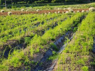이창신님의 8월 내 작물 자랑하기 · 참여글 작성글 사진