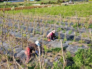 이창신님의 8월 내 작물 자랑하기 · 참여글 작성글 사진